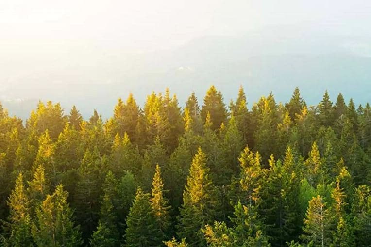 Green evergreen trees with mountains in background