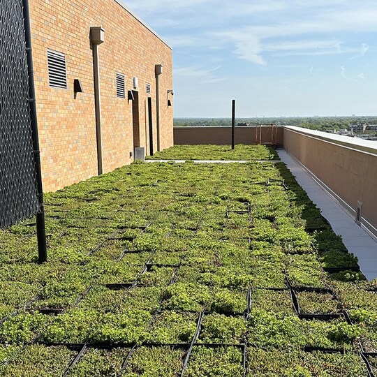 Rooftop garden with green plants in grid patterns on a sunny day. Adjacent brick wall with utilities, and a view of the distant skyline.