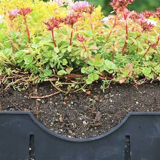 Flowers on top of live roof system