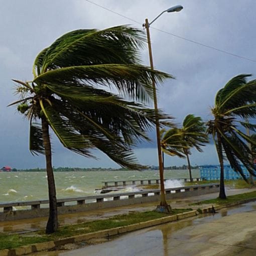 Palm Trees blowing in hurricane winds along coast 