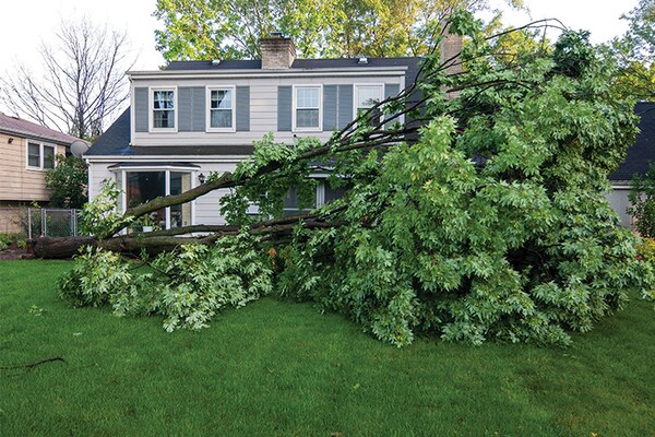 A large tree in a hurricane-hit area has lies on its side in front of a two-story house.