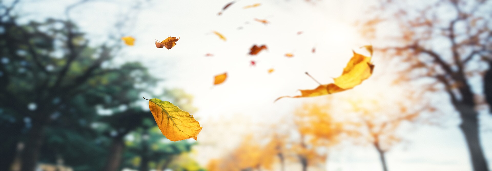 WindProven Limited Wind Warranty GAF Roofing