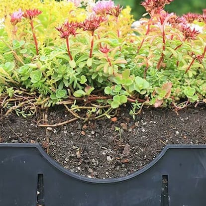 LiveRoof plants are grown in LiveRoof module