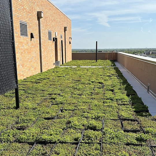 Rooftop garden with green plants in grid patterns on a sunny day. Adjacent brick wall with utilities, and a view of the distant skyline.