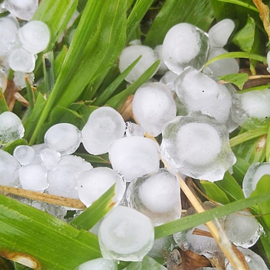 Hail balls on green grass.