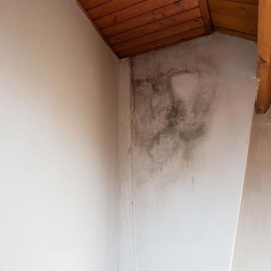 Mold growing on a wall, indicating there’s a serious roof leak in need of repair. 