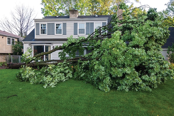 A large tree in a hurricane-hit area has lies on its side in front of a two-story house.